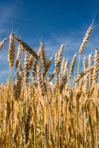 Naklejki Wheat field against a blue sky