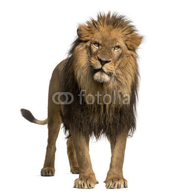 Lion standing, looking at the camera, Panthera Leo, 10 years old