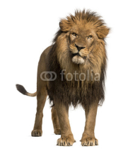 Fototapety Lion standing, looking at the camera, Panthera Leo, 10 years old