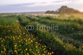 Naklejki Sunrise in a rural field