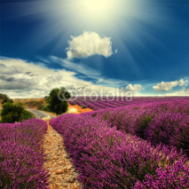 Naklejki lavender field