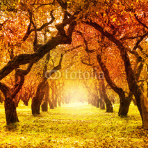 Naklejki Autumn. Fall. Autumnal Park