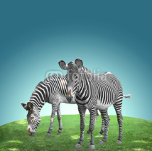 Fototapety two zebras