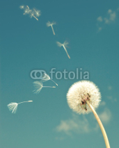 Fototapety Dandelion and flying  fuzzes,with a retro effect