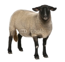 Naklejki Female Suffolk sheep, Ovis aries, 2 years old, standing