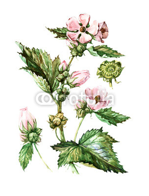 Fruits and leaves of Althaea officinalis. Botany