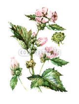 Fototapety Fruits and leaves of Althaea officinalis. Botany