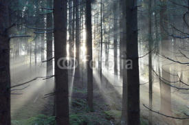 Fototapety Wald