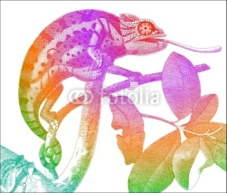 Fototapety chameleon