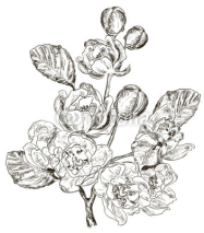Naklejki sketch of Branch of spring flower