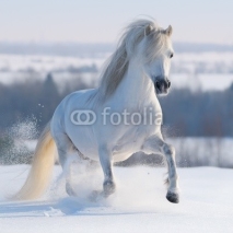 Naklejki Galloping white horse