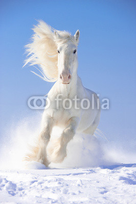 White horse stallion runs gallop in front focus