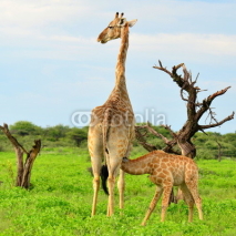 Obrazy i plakaty rare breast-feeding of young giraffe