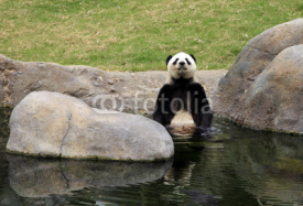 Fototapety Grand panda bear