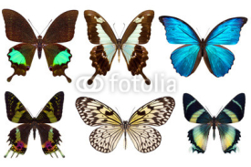 Naklejki Many different beautiful butterflies