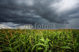 Naklejki field of corn