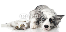 Naklejki Katze und Hund