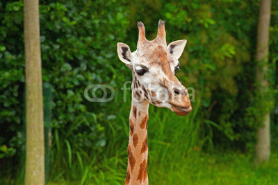 Rothschild giraffe in zoo. Head and long neck.