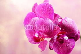 Naklejki Beautiful blooming orchid  on light color background
