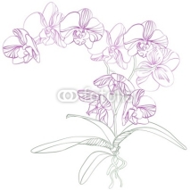 Naklejki Phalaenopsis orchid background
