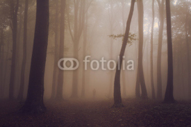 Naklejki Ciemne upiorne drzewa w lesie w mglisty dzień