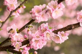 Naklejki Pink cherry blossom