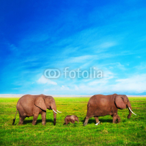 Naklejki Elephants family on savanna. Safari in Amboseli, Kenya, Africa