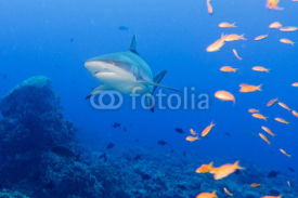 Obrazy i plakaty grey white shark jaws ready to attack underwater 