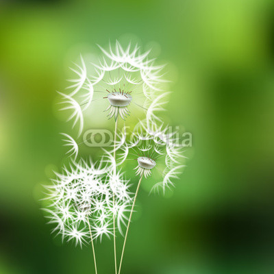 Abstract green background with  flower dandelion