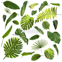 Fototapety Tropical Leaves Background