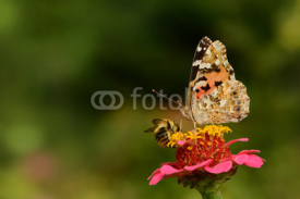 Naklejki Schmetterling 120