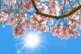 Naklejki Magnolia in the sun