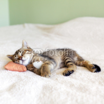 Fototapety Small Kitty With Red Pillow and Mouse