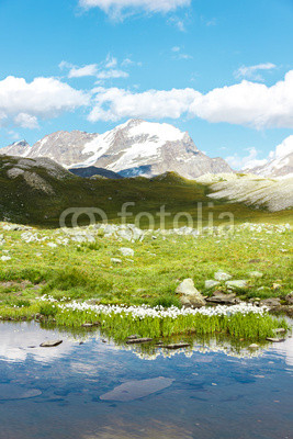 Lago e fiori, Gran Paradiso, Valle d'Aosta