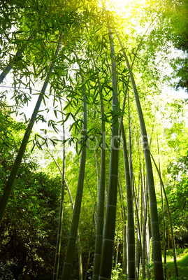 Bamboo forest background.