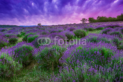Sunset over a summer lavender field in Tihany, Hungary