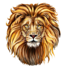 Fototapety lion head in front