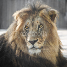Naklejki Portrait of beautiful Lion