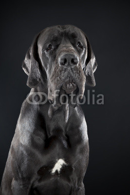 German dog on black background