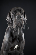 Naklejki German dog on black background