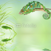 Fototapety caméléon et sauterelle verte