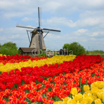 Fototapety dutch windmill over  tulips field
