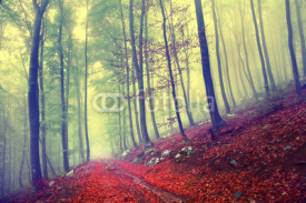 Fototapety Fairy forest path