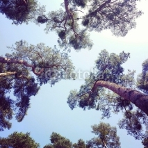 Fototapety Sunshine trees
