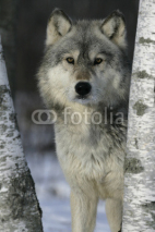 Fototapety Grey wolf, Canis lupus