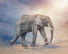 Naklejki Elephant on a tightrope