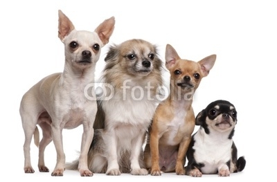 Four Chihuahuas in front of white background