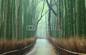 Obrazy i plakaty 竹林の小道