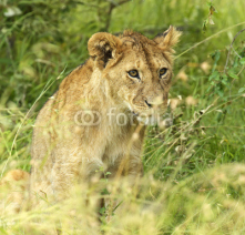 Naklejki Lions Masai Mara