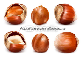 Collection of vector illustrations hazelnuts